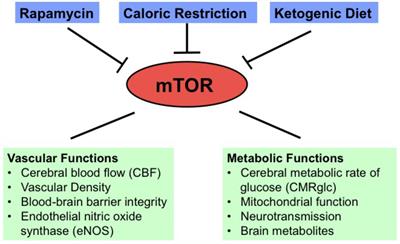 Neuroimaging Biomarkers of mTOR Inhibition on Vascular and Metabolic Functions in Aging Brain and Alzheimer’s Disease